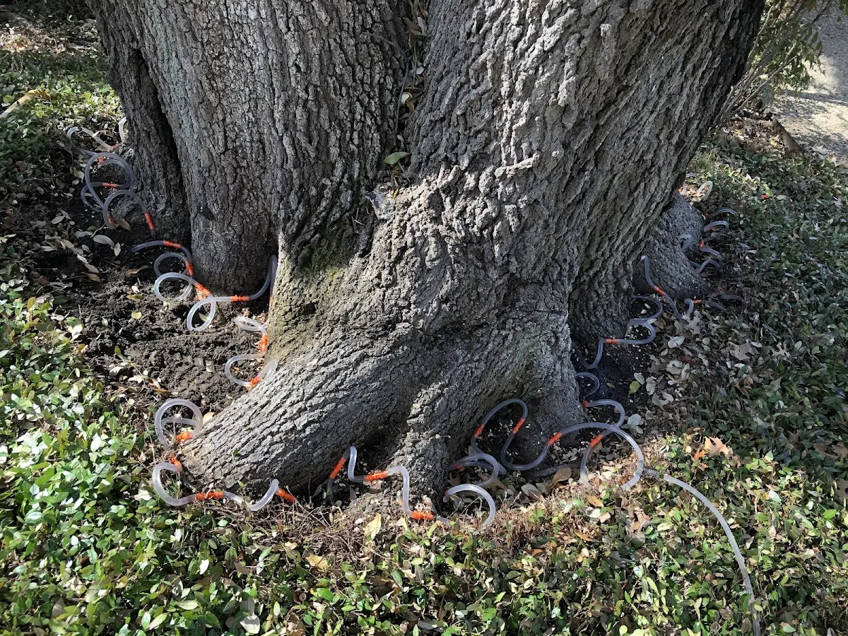 Detailed Tree Cabling and Bracing job site in Saint Olaf