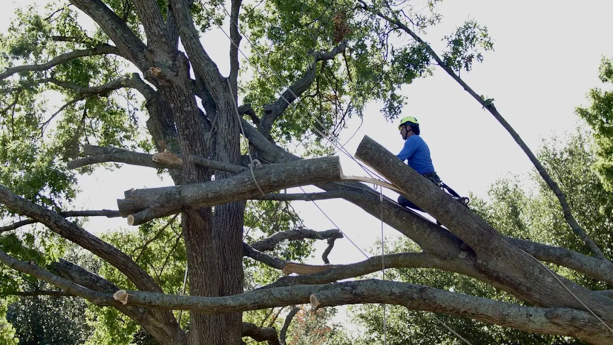 Professional Crown Thinning performed by certified arborists in Saint Olaf