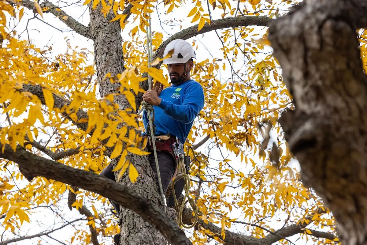 Skilled Tree Pruning crew working in Saint Olaf